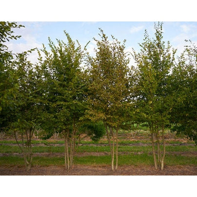 Avenbok - Carpinus betulus 250-300 MS DRKL